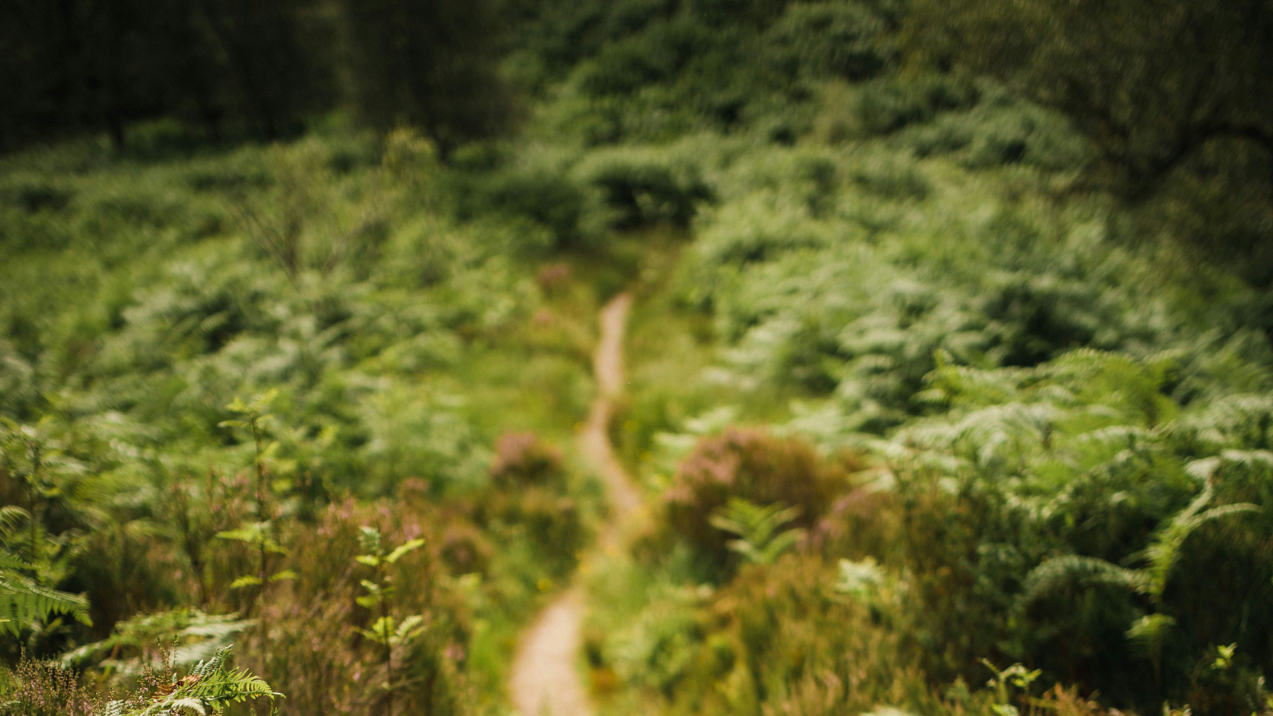 Straight Paths: A Daily Meditation | Abide